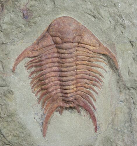Brightly Colored Foulonia Trilobite - #9873